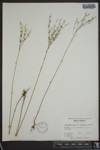 Linum virginianum var. floridanum image