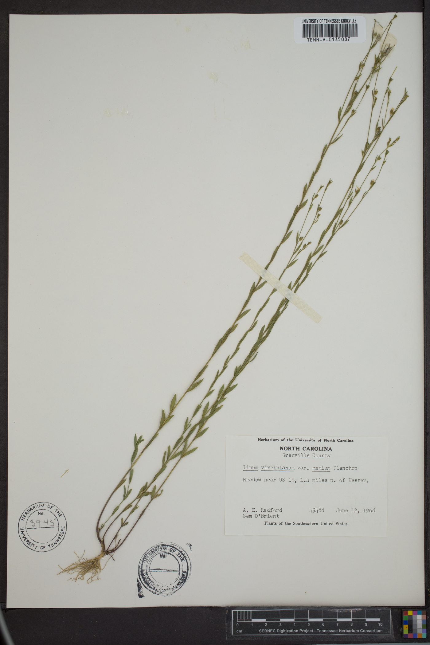 Linum virginianum var. medium image