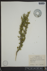 Porlieria angustifolia image
