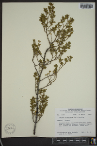 Larrea tridentata image