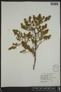 Larrea tridentata image