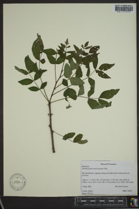 Zanthoxylum americanum image