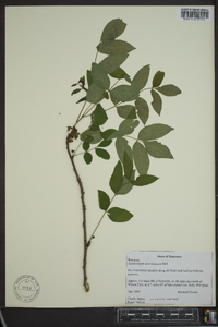 Zanthoxylum americanum image