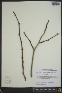 Zanthoxylum americanum image