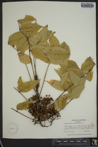 Zanthoxylum clava-herculis image