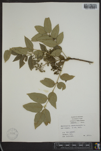 Zanthoxylum clava-herculis image