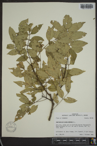 Zanthoxylum clava-herculis image