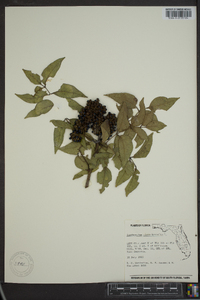 Zanthoxylum clava-herculis image