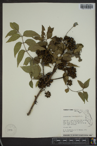 Zanthoxylum clava-herculis image