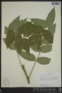 Zanthoxylum clava-herculis image