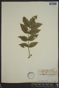 Zanthoxylum clava-herculis image