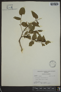 Zanthoxylum clava-herculis image