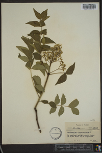 Zanthoxylum clava-herculis image