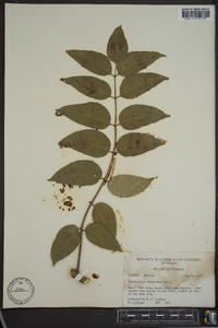 Zanthoxylum clava-herculis image