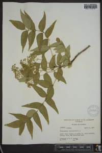 Zanthoxylum clava-herculis image