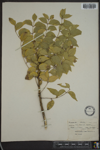 Zanthoxylum clava-herculis image