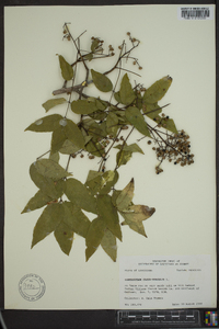 Zanthoxylum clava-herculis image