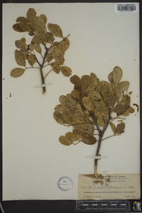 Zanthoxylum coriaceum image