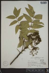 Zanthoxylum clava-herculis image