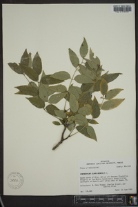 Zanthoxylum clava-herculis image