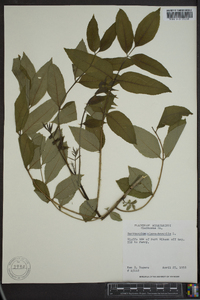 Zanthoxylum clava-herculis image