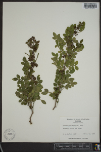 Zanthoxylum fagara image