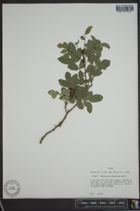 Zanthoxylum hirsutum image