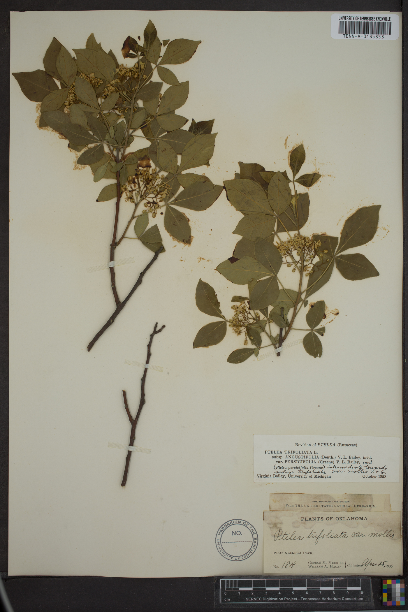 Ptelea trifoliata subsp. angustifolia image