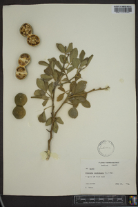 Poncirus trifoliata image