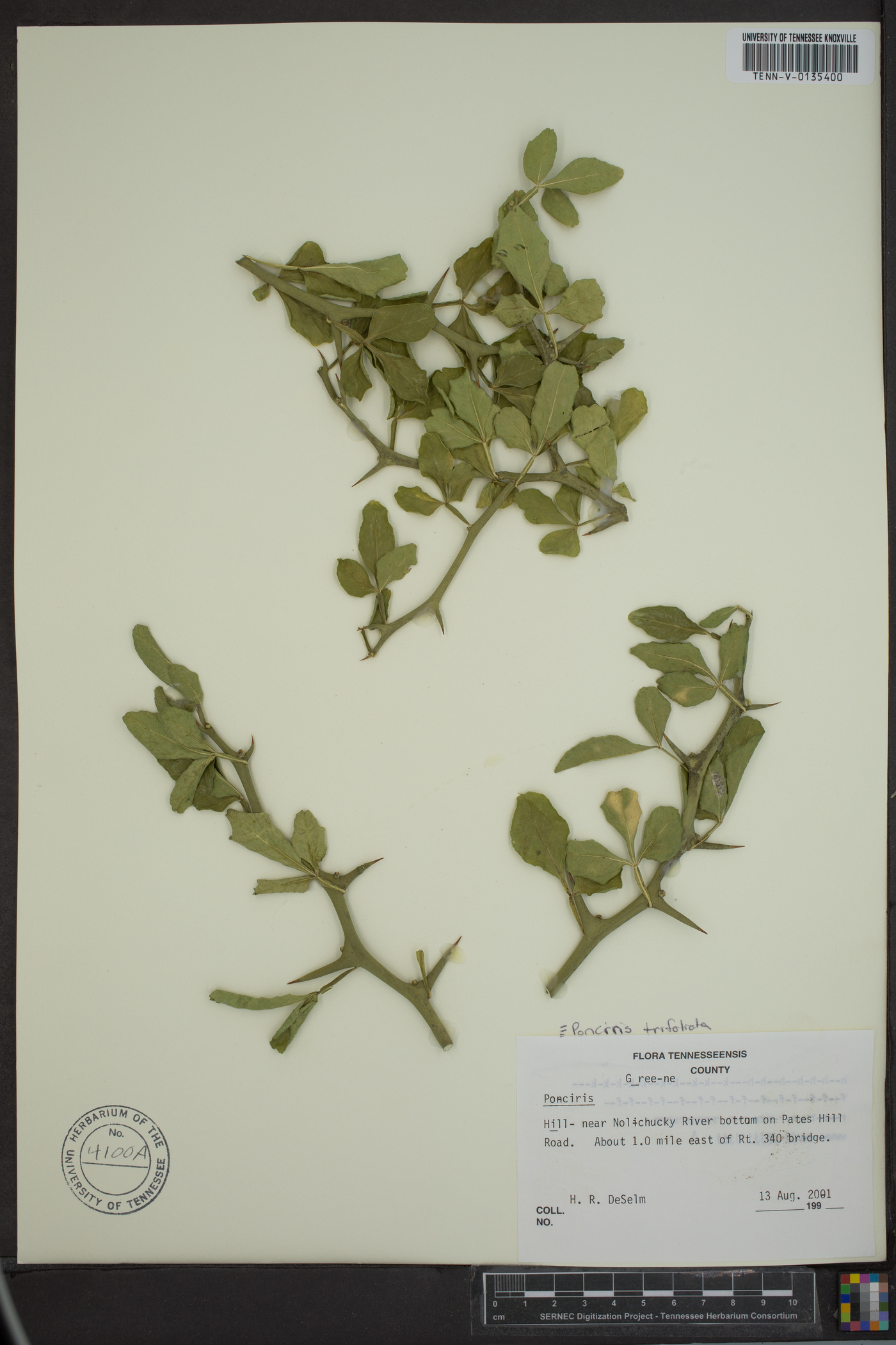 Poncirus trifoliata image