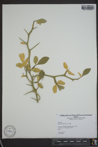 Poncirus trifoliata image