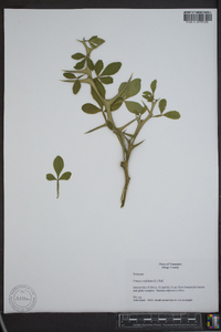 Poncirus trifoliata image