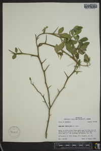 Poncirus trifoliata image