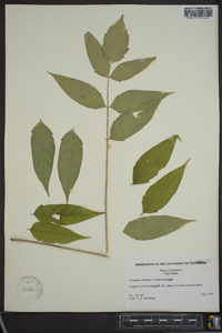 Ailanthus altissima image