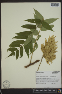 Ailanthus altissima image