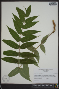 Ailanthus altissima image