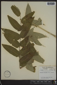 Ailanthus altissima image