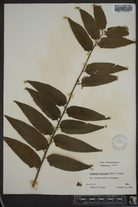 Ailanthus altissima image