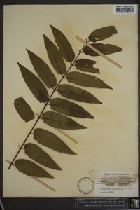 Ailanthus altissima image