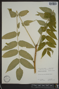 Ailanthus altissima image