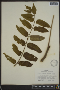 Ailanthus altissima image