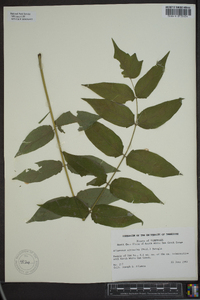 Ailanthus altissima image