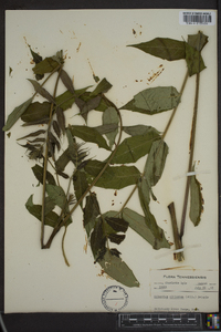 Ailanthus altissima image