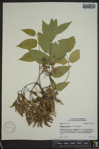 Ailanthus altissima image