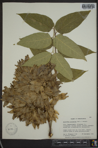 Ailanthus altissima image