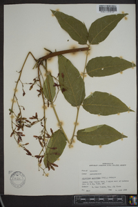 Ailanthus altissima image