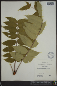 Ailanthus altissima image