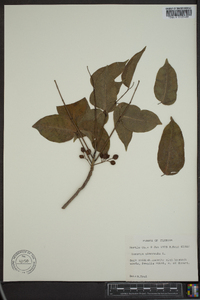 Bursera simaruba image