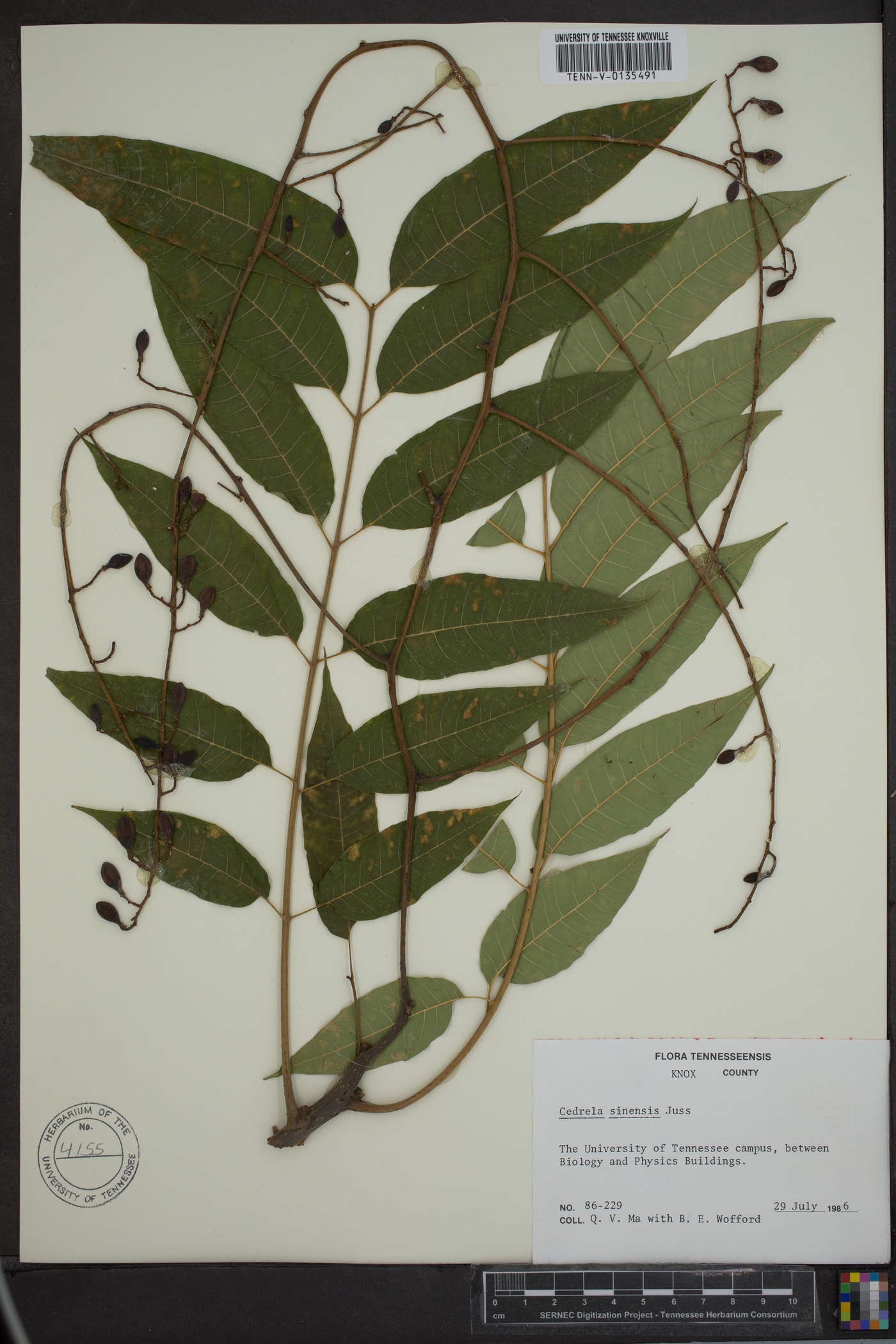 Cedrela sinensis image