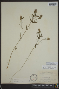 Polygala cruciata image